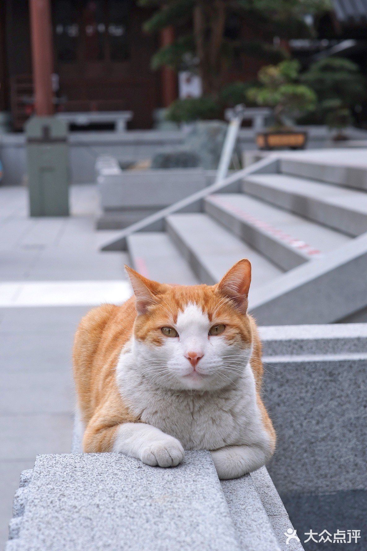 古刹橘猫那真是极美的玉佛寺网红猫释大橘