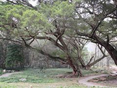 -北岐滩涂