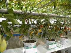 -兰陵国家农业公园