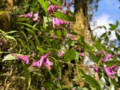 -云南屏边大围山国家公园