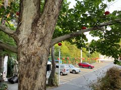 -丽泽山庄·生态怀柔菜·虹鳟鱼(红螺寺店)