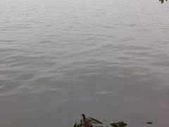 -西湖游船