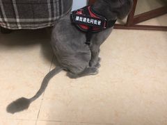 -圣宠宠物(平吉花卉市场店)