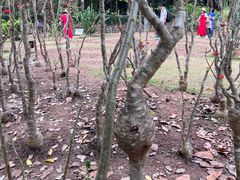 -中国科学院西双版纳热带植物园