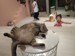 -猫儿山۰猫主题餐厅