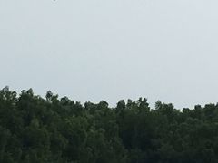 -大湾区中央湿地公园