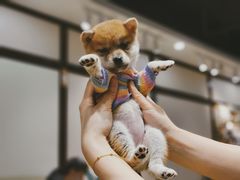 -逗柴咖啡屋·狗咖猫咖宠物桌游