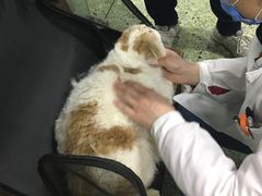 -成都民大动物医院