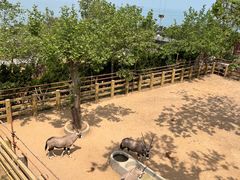 -西霞口神雕山野生动物世界