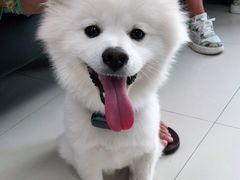 -申普宠物医院·心脏介入·心血管微创(总院)