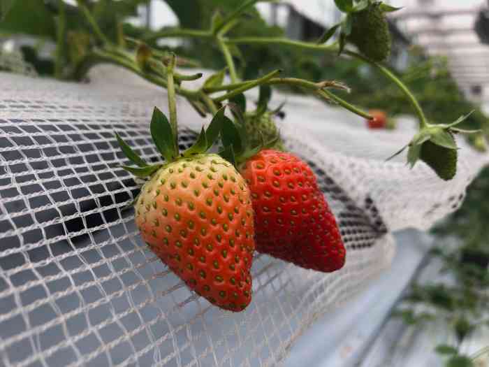 三圣乡高架草莓采摘园