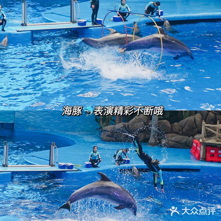 亲子｜成都海昌极地海洋公园不可错过的项目