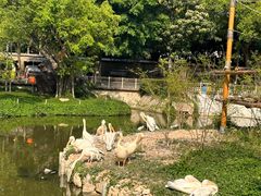 -深圳野生动物园