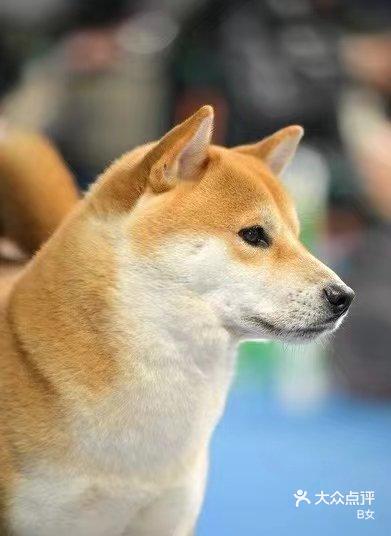 98柴犬控必看!jx 宠尊赛级柴犬主题馆-大众点评