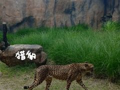 -武汉动物园