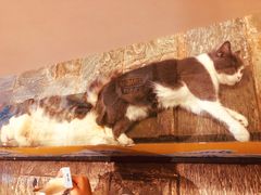 -猫咪博物馆(顶澳仔猫街店)