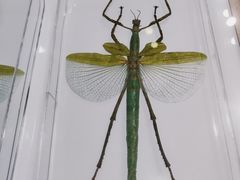 -上海昆虫博物馆