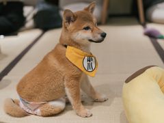 -逗柴咖啡屋·狗咖猫咖宠物桌游