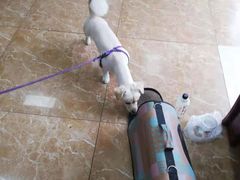 -A猫a狗全科·犬猫异宠·芥西宠物医院(南开总院)
