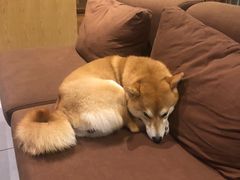 -柴务处·柴犬主题狗咖