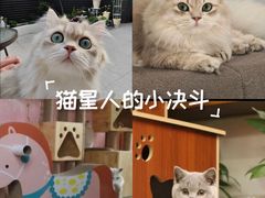 -Bastet sally猫舍购宠(静安店)