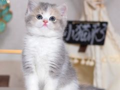 -小猫来了·猫舍(红山六九七九店)