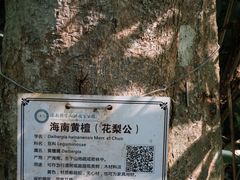 -海南热带雨林国家公园吊罗山景区