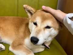 -是阿柴呀！柴犬咖啡·爱喵喵猫咖