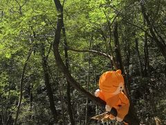 -牛背梁国家森林公园