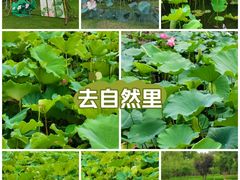 -大宁公园
