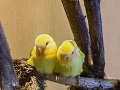-吉丁鸟咖·异宠·寄养