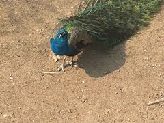 -沈阳鸟岛