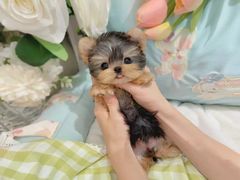 -萌宠之家·腊肠犬·马尔泰·小体犬舍