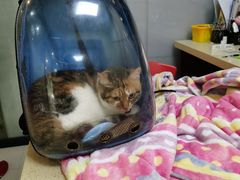 -艾贝尔宠物诊疗