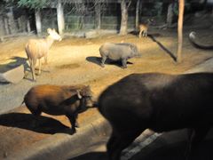 -清迈夜间动物园