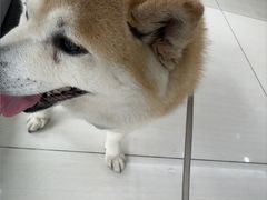 -全心全意连锁动物医院·微创中心·内科急重症·心脏专科(丰管路店)