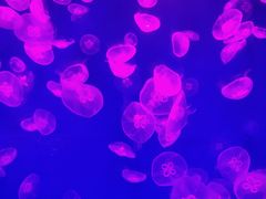 -哈尔滨波塞冬海底世界