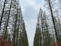 -东平国家森林公园