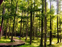 -黄海国家森林公园