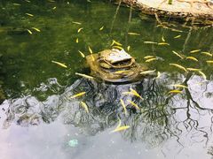 -本溪汤沟绿石谷森林公园
