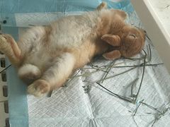 -爱侣宠医·鹦鹉专科·小型哺乳类·异宠专科(灵石路店)