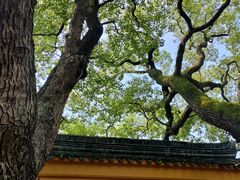 -西园戒幢律寺
