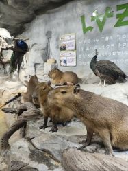 -Zoolung Zoolung动物主题公园(海信广场店)