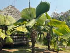 -中国科学院西双版纳热带植物园