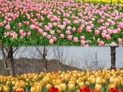 -苏州上方山国家森林公园