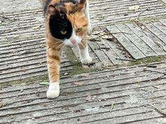 -宝通禅寺