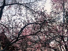 -桃花堤公园