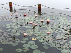 -莲花池公园