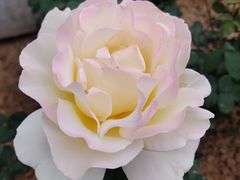 -石家庄市植物园