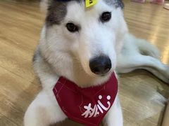 -Husky Go! 哈士奇体验馆·宠物咖啡厅狗咖